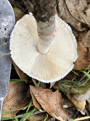 Leucoagaricus