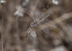 Selysiothemis nigra