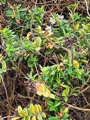 Veronica elliptica