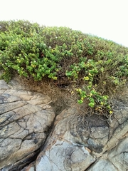 Veronica elliptica