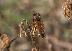Dasypogon