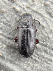 Opatrini