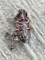 Opatrini