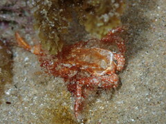 Dardanus crassimanus