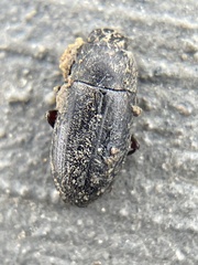 Opatrini