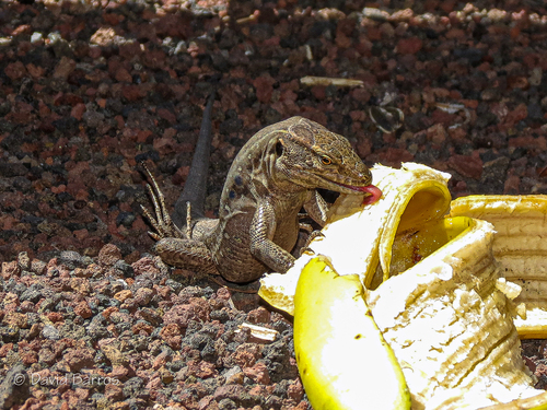 Tenerife Lizard, Santa Cruz de Tenerife, España, photo 7 of 10