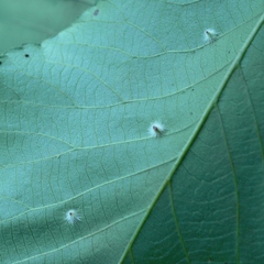 Caryomyia albipilosa