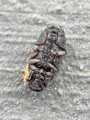 Opatrini