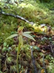 Adenochilus gracilis