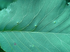 Caryomyia albipilosa