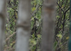 Saltator striatipectus