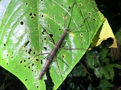 Libethra