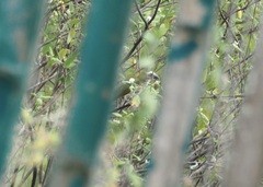 Saltator striatipectus