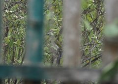 Saltator striatipectus