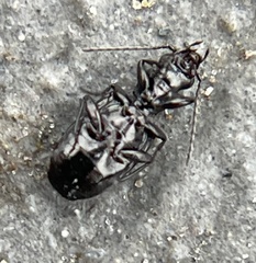 Lebiinae