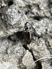 Lebiinae