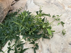 Clematis ligusticifolia