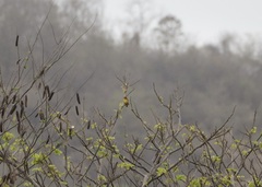 Euphonia laniirostris