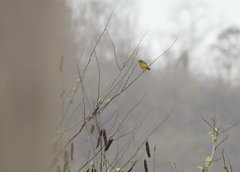 Euphonia laniirostris