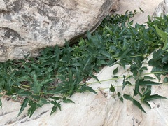 Clematis ligusticifolia