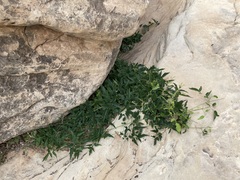 Clematis ligusticifolia