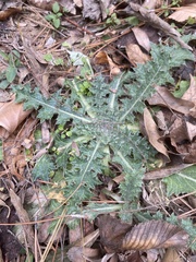 Cirsium texanum