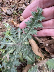 Cirsium texanum