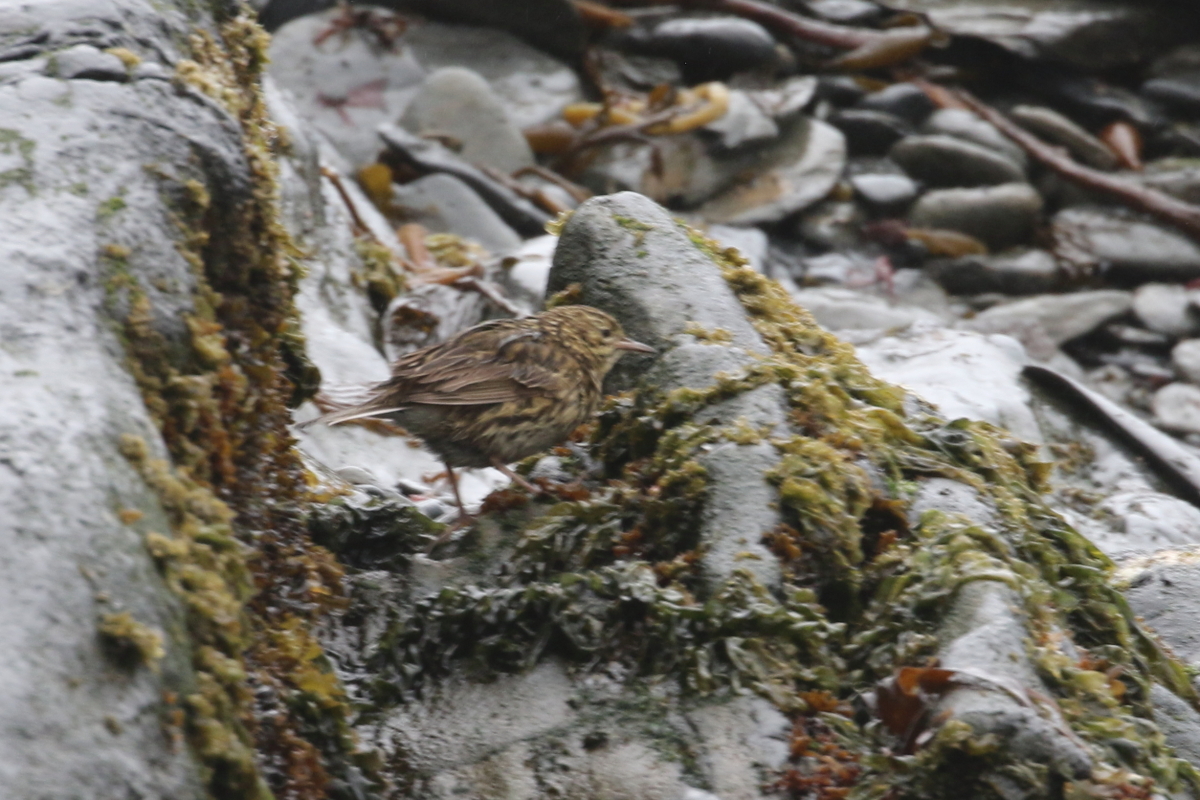 South Georgia Pipit illustration