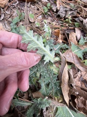 Cirsium texanum