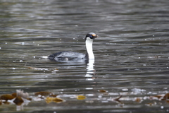 Leucocarbo georgianus