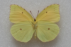 Gonepteryx eversi