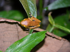 Hyperolius pardalis