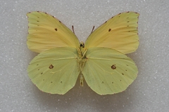Gonepteryx eversi