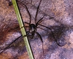 Dicranopalpus larvatus
