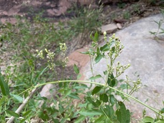 Clematis ligusticifolia