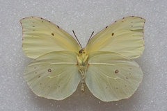 Gonepteryx eversi