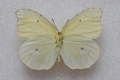 Gonepteryx eversi