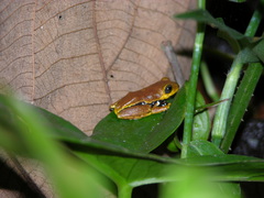 Hyperolius pardalis