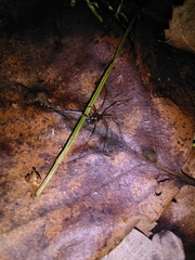 Dicranopalpus larvatus