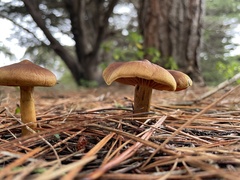 Cortinarius croceus