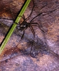 Dicranopalpus larvatus