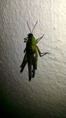 Paulinia acuminata
