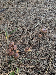 Cortinarius croceus