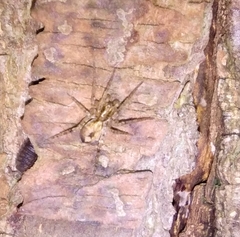 Anyphaena accentuata