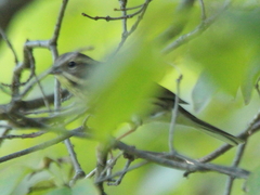 Emberiza aureola