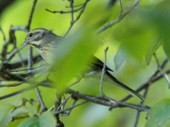 Emberiza aureola