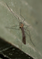 Trichoceridae