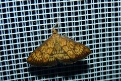 Ecpyrrhorrhoe rubiginalis