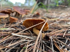 Cortinarius croceus