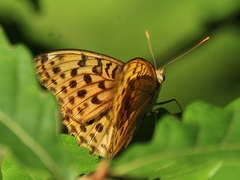 Argynnis